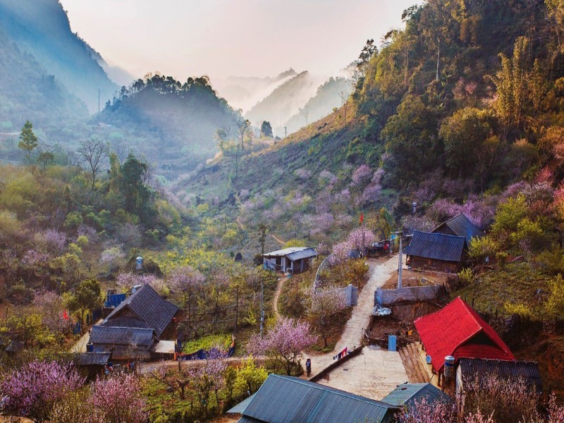 Hoa nở rực rỡ và làng quê yên bình ở Sơn La vào mùa xuân
