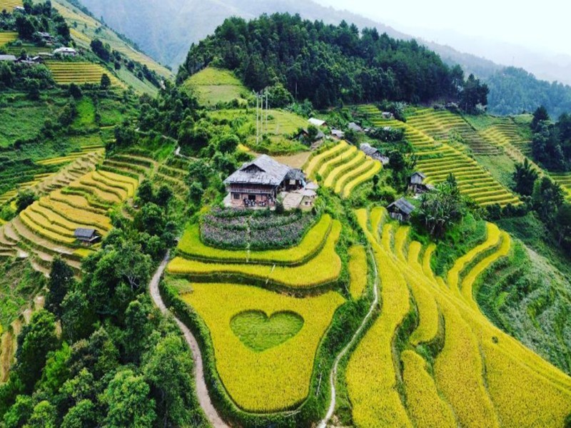 Ruộng lúa hình trái tim độc đáo ở Yên Bái