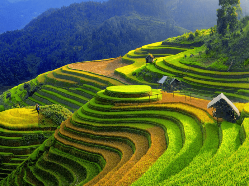 Ruộng lúa xanh bạt ngàn ở Yên Bái